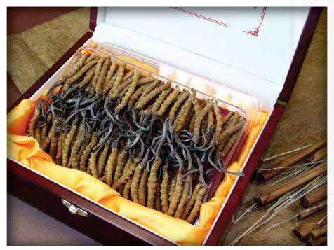 海原冬虫夏草回收